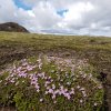 7-2-17 Iceland Laugavegur TRL04 alpine flowers 